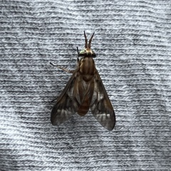 Chrysops brunneus
