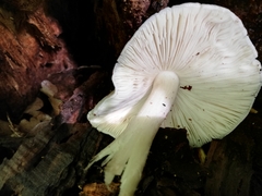 Pluteus salicinus