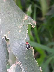 Gynandrobrotica lepida