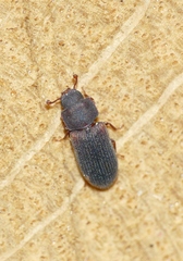 Synchita
