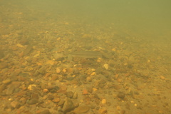 Mylocheilus caurinus