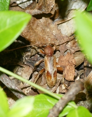 Trichoferus pallidus