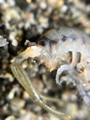 Megalorchestia pugettensis