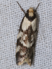 Palimmeces variegata