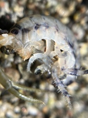 Megalorchestia pugettensis