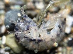 Megalorchestia pugettensis