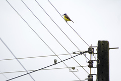 Pitangus sulphuratus