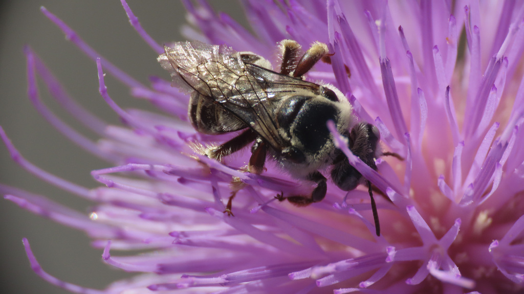 Apine Bees from San Diego County, CA, USA on July 01, 2022 at 08:41 AM ...