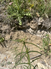 Asclepias fascicularis