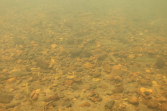 Richardsonius balteatus