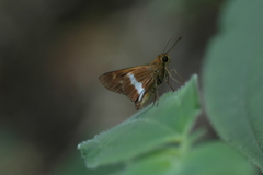 Tirynthia conflua