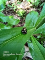 Alagoasa trifasciata