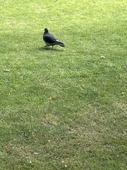 Columba livia domestica