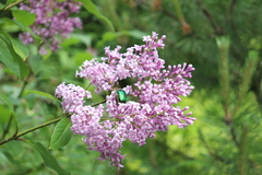 Syringa josikaea