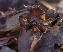 Steatoda diamantina