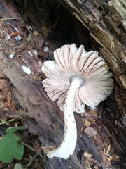 Pluteus salicinus