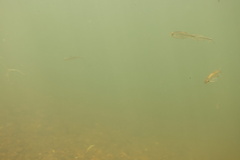 Richardsonius balteatus