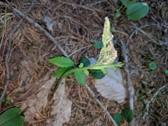 Botrychium acuminatum