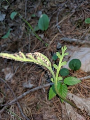 Botrychium acuminatum