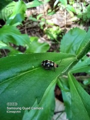 Alagoasa trifasciata