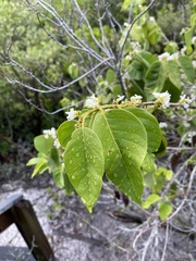 Dalbergia ecastaphyllum