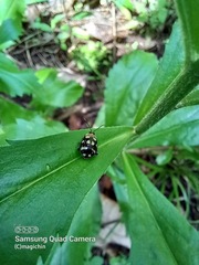 Alagoasa trifasciata