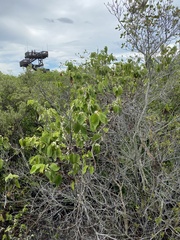 Dalbergia ecastaphyllum