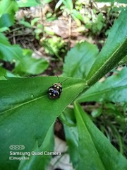 Alagoasa trifasciata