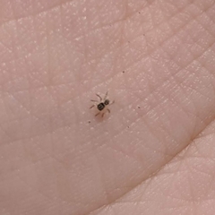 Salticidae