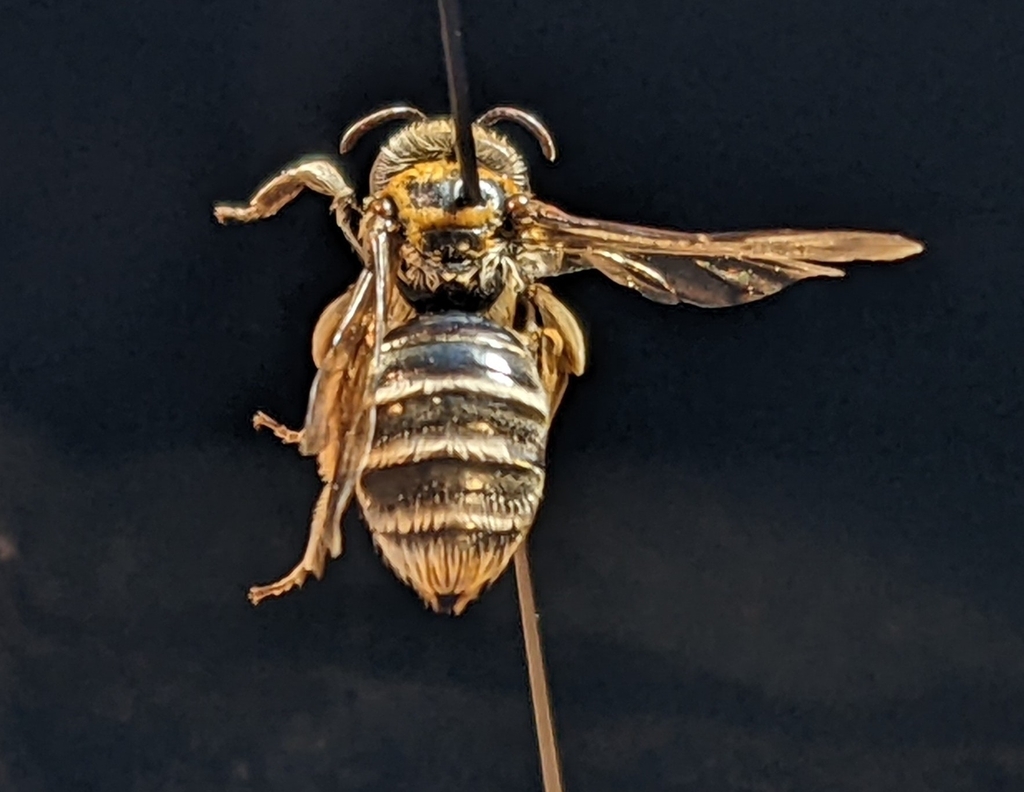 Andrena biscutellata