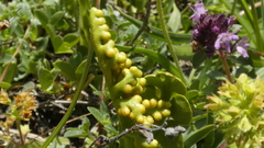 Botrychium lunaria image