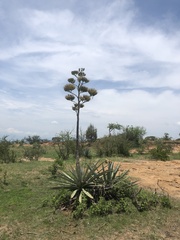 Agave fourcroydes