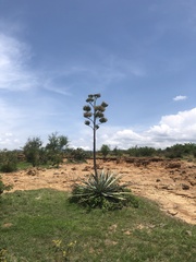 Agave fourcroydes