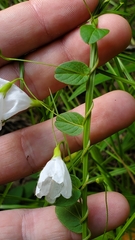 Stylisma humistrata