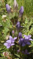 Gentianella campestris