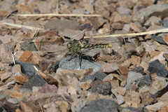 Ophiogomphus occidentis