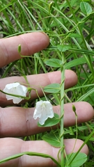 Stylisma humistrata