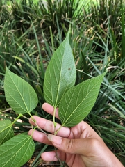 Morus celtidifolia