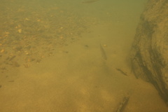 Mylocheilus caurinus