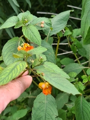 Impatiens capensis