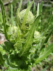 Cirsium parryi