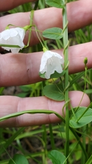 Stylisma humistrata