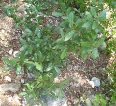 Quercus ithaburensis