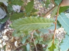 Quercus ithaburensis