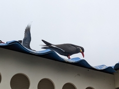 Larosterna inca