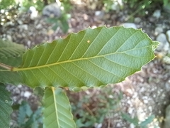Quercus ithaburensis