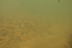 Richardsonius balteatus