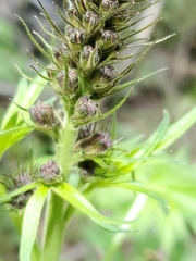 Delphinium sapellonis