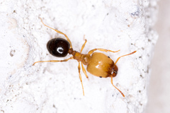 Pheidole crassicornis