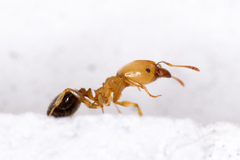 Pheidole crassicornis